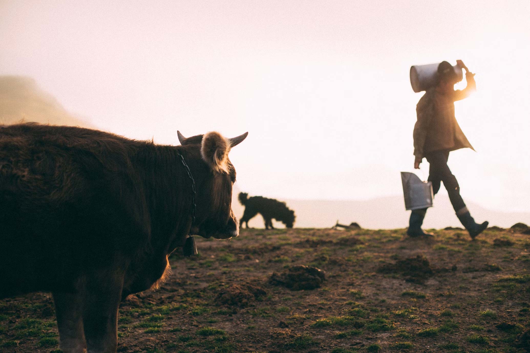 lait de vache