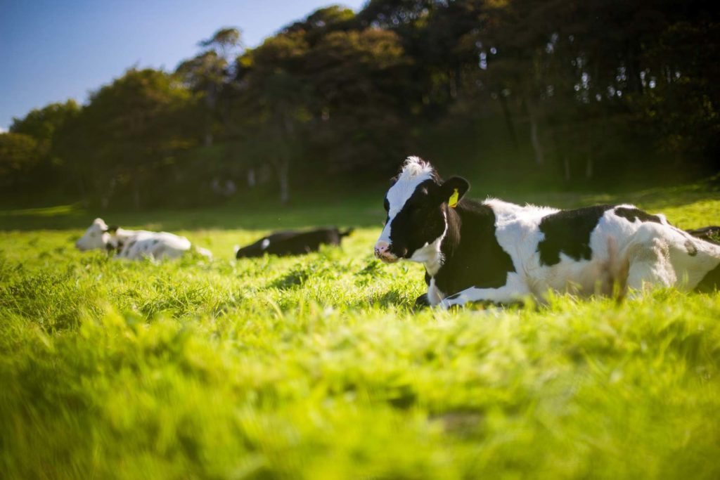 vache lait