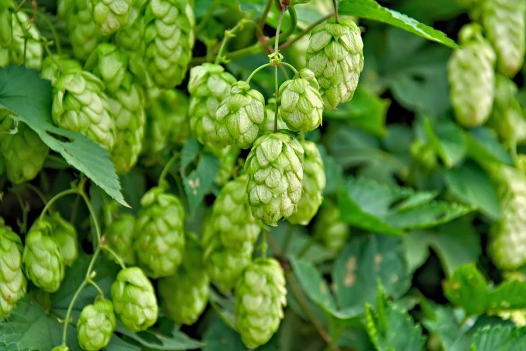 Houblon